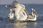 swimming Dalmatian Pelicans