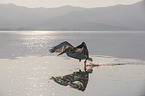 flying Dalmatian Pelican