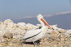 standing Dalmatian Pelican