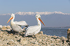 Dalmatian Pelicans