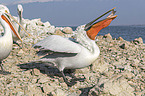 Dalmatian Pelicans