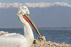 Dalmatian Pelican portrait