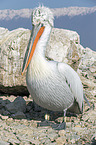 standing Dalmatian Pelican