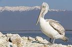standing Dalmatian Pelican