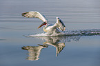 flying Dalmatian Pelican
