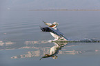 flying Dalmatian Pelican
