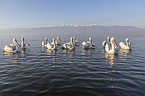 swimming Dalmatian Pelicans