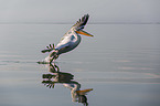 flying Dalmatian Pelican