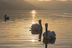 swimming Dalmatian Pelicans
