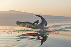 flying Dalmatian Pelican