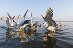 Dalmatian Pelicans