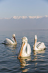 swimming Dalmatian Pelicans