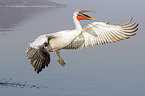 flying Dalmatian Pelican