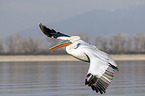 flying Dalmatian Pelican