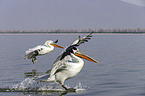 Dalmatian pelicans