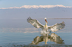 Dalmatian pelican