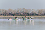 Dalmatian pelicans
