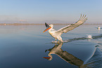 Dalmatian pelicans