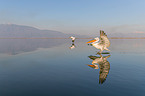 Dalmatian pelicans