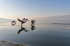 Dalmatian pelicans