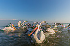 Dalmatian pelicans