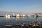 Dalmatian pelicans