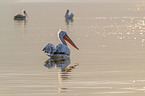 Dalmatian pelican