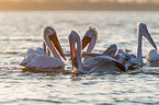 Dalmatian pelicans