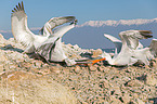 Dalmatian pelicans