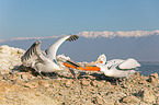 Dalmatian pelicans