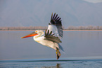 Dalmatian pelican