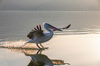 Dalmatian pelican