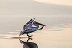 Dalmatian pelican
