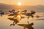 Dalmatian pelicans