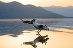 Dalmatian pelican