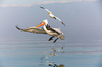 Dalmatian pelicans