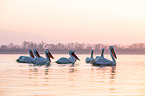 Dalmatian pelicans