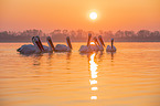 Dalmatian pelicans