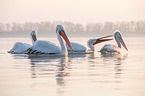 Dalmatian pelicans