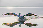 Dalmatian pelican