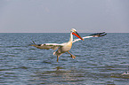 Dalmatian pelican