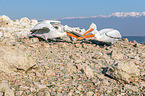 Dalmatian pelicans