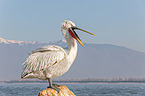 Dalmatian pelican