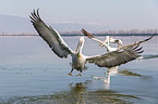 Dalmatian pelicans