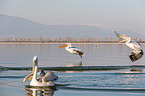 Dalmatian pelicans