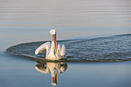 Dalmatian pelican