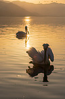 Dalmatian pelicans