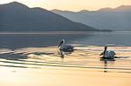 Dalmatian pelicans