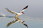Dalmatian pelicans
