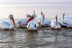 Dalmatian pelicans